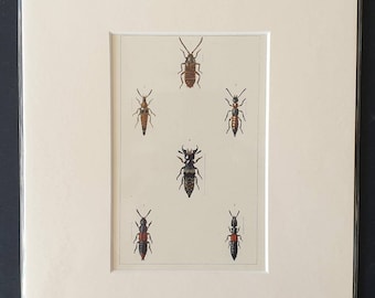 Beetles - Original hand coloured 1890 print in mount