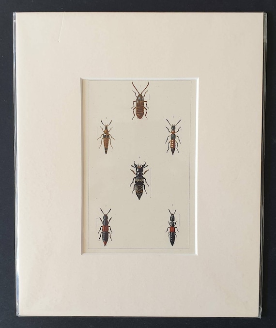 Original hand coloured 1890 beetle print in mount