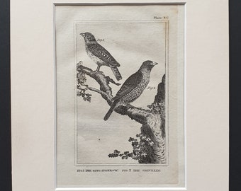 The Ring Sparrow and The Grevelin - Original 1812 Buffon print in mount (86)