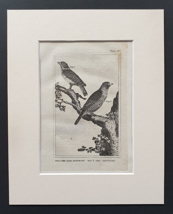 The Ring Sparrow and The Grevelin - Original 1812 Buffon print in mount (86)