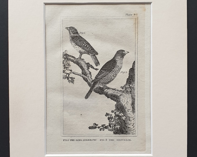 The Ring Sparrow and The Grevelin - Original 1812 Buffon print in mount (86)