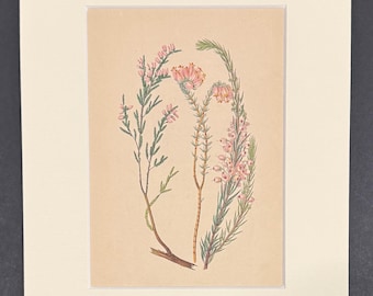 The Heath - Original 1836 Antique Botanical Print