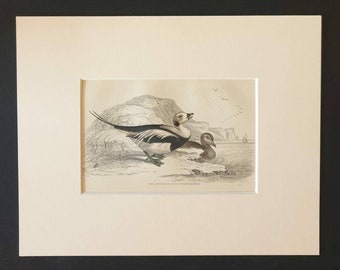 The Longtailed or Northern Hareld - Original c1840 hand coloured bird print in mount