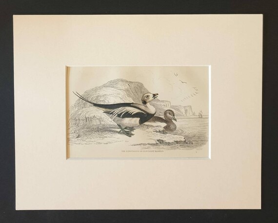 Original c1840 hand coloured bird print in mount - The Longtailed or Northern Hareld