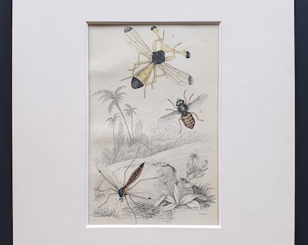 Ctenophora Pectinicornis, Tabanus Tropicus, Diopsis Ichneumonia - Original c1860 hand coloured insect print in mount
