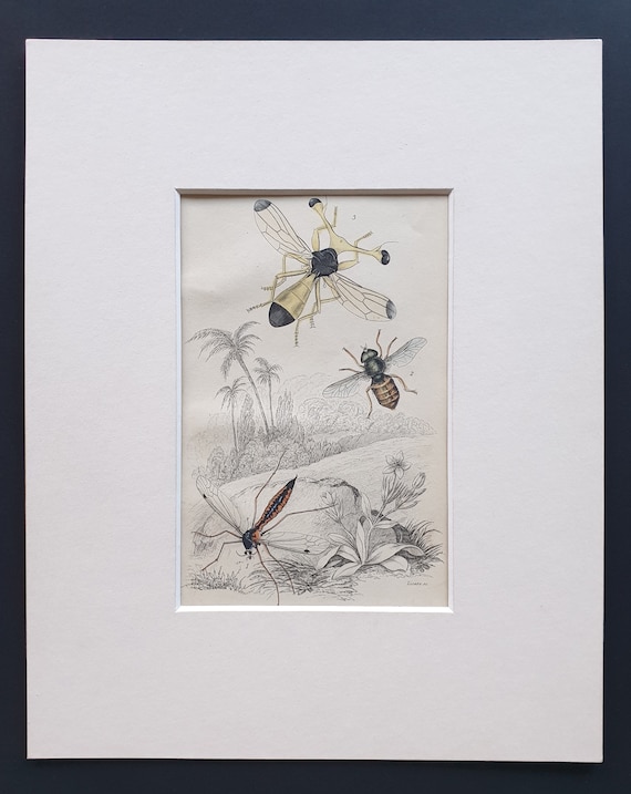 Ctenophora Pectinicornis, Tabanus Tropicus, Diopsis Ichneumonia - Original c1860 hand coloured insect print in mount