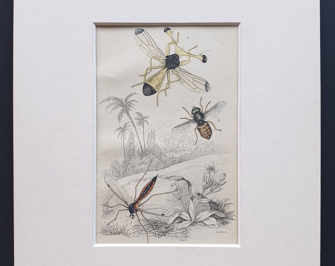 Ctenophora Pectinicornis, Tabanus Tropicus, Diopsis Ichneumonia - Original c1860 hand coloured insect print in mount