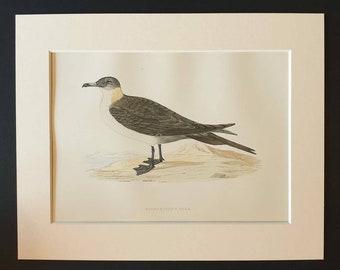 Richardson's Skua - Original 1891 hand coloured bird print in mount