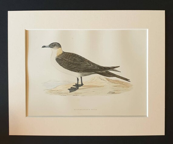 Original 1891 hand coloured bird print in mount - Richardson's Skua