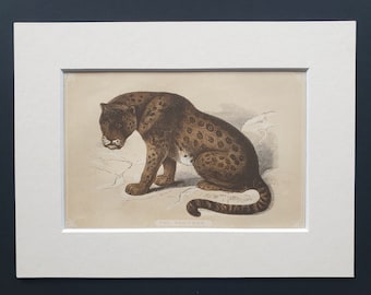 The Panther - Original 1851 John Tallis woodblock print