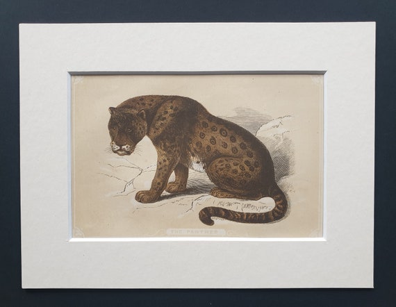 The Panther - Original 1851 John Tallis woodblock print