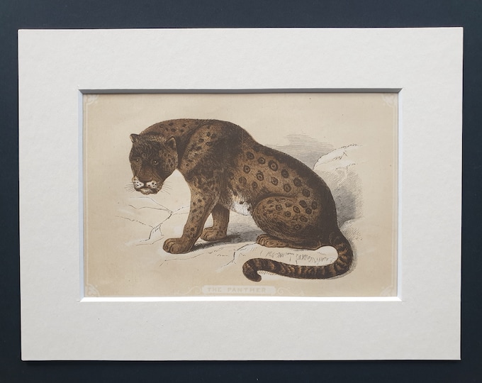 The Panther - Original 1851 John Tallis woodblock print