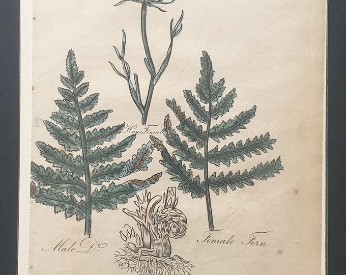 Hogs Fennel and Male and Female Ferns - Original c1810 Culpeper print