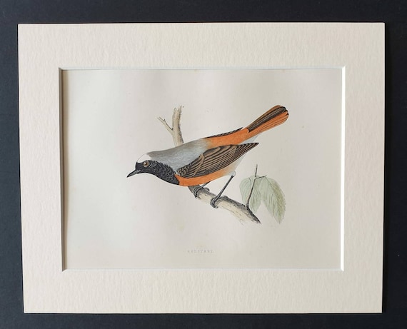 Original 1891 hand coloured bird print in mount - Redstart