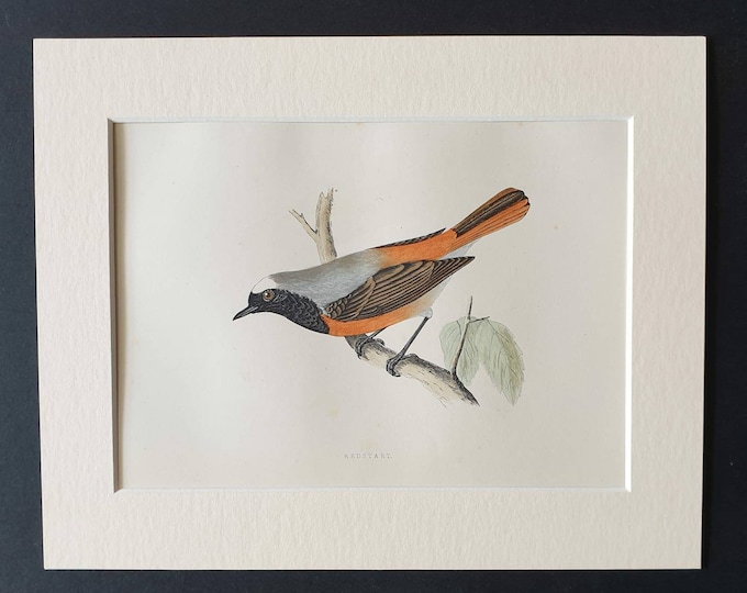 Original 1891 hand coloured bird print in mount - Redstart