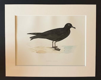 Bulwar's Petrel - Original 1891 hand coloured bird print in mount