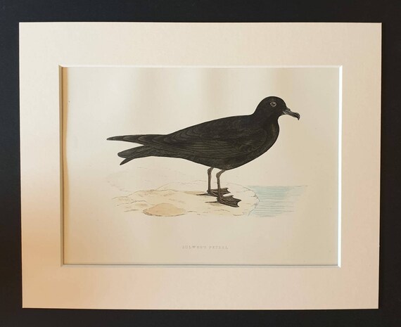 Original 1891 hand coloured bird print in mount - Bulwar's Petrel