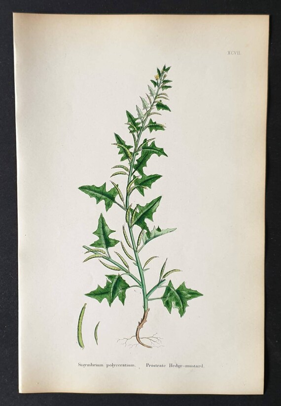 Original 1863 hand coloured botanical print - Prostrate Hedge Mustard