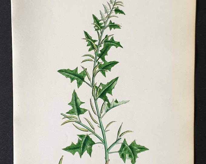 Original 1863 hand coloured botanical print - Prostrate Hedge Mustard