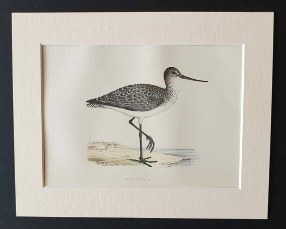 Original 1891 hand coloured bird print in mount - Greenshank
