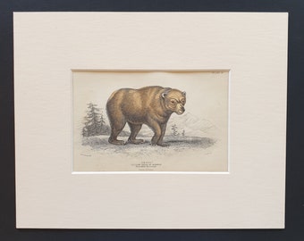 Yellow Bear  - Original 1842 hand coloured print in mount