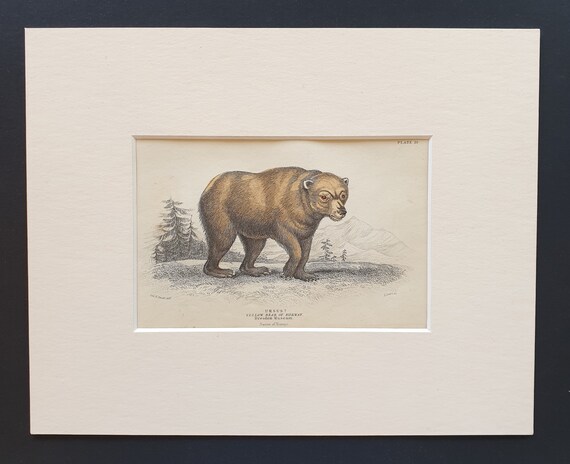 Yellow Bear  - Original 1842 hand coloured print in mount