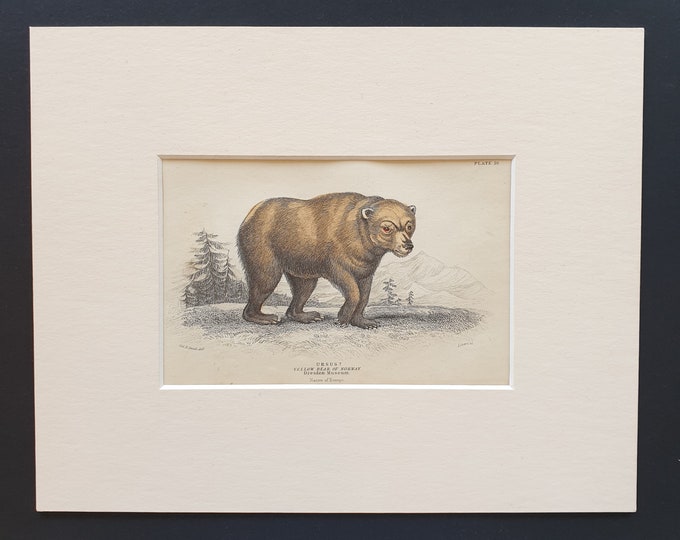 Yellow Bear  - Original 1842 hand coloured print in mount