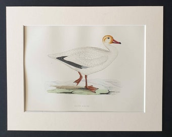 Snow Goose - Original 1891 hand coloured bird print in mount