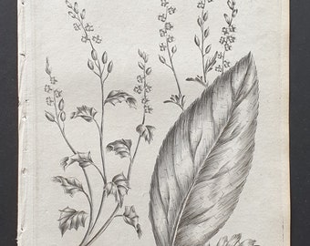 Ivy Leaved, and Horseradish Scurvy Grass - Original 1802 Culpeper engraving (148)