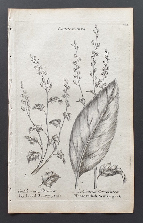 Ivy Leaved, and Horseradish Scurvy Grass - Original 1802 Culpeper engraving (148)