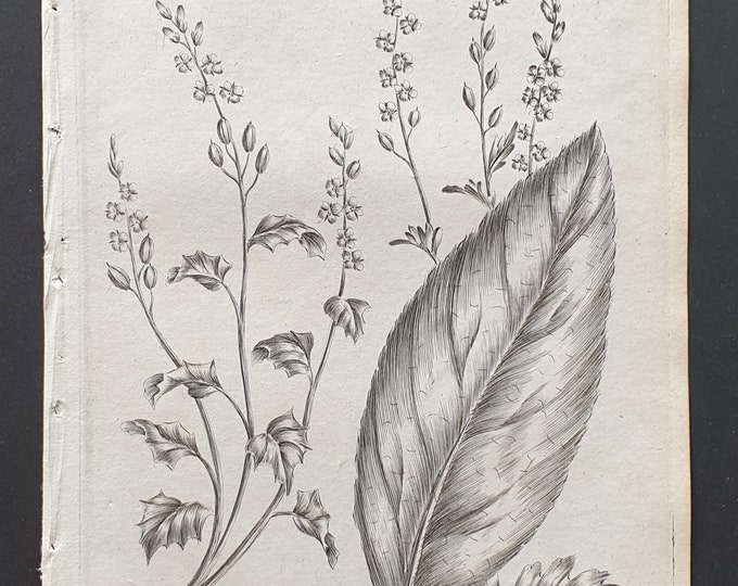 Ivy Leaved, and Horseradish Scurvy Grass - Original 1802 Culpeper engraving (148)