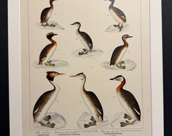 Birds - Plate 67 - Original 1898 Antique Print