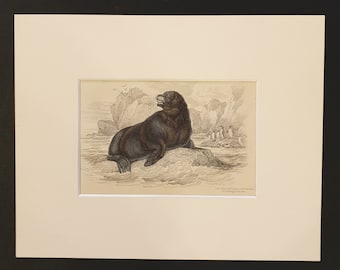 The Sea Lion of the South Seas - Original 1839 hand coloured print in mount