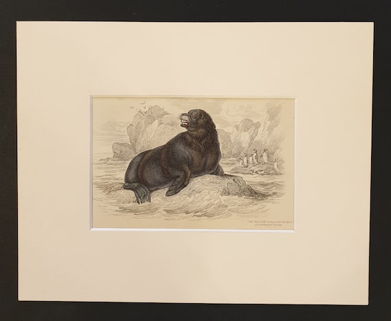 The Sea Lion of the South Seas - Original 1839 hand coloured print in mount