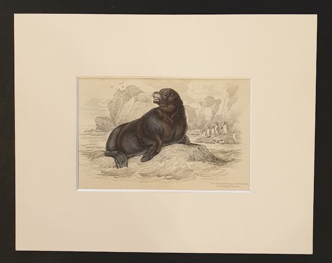 The Sea Lion of the South Seas - Original 1839 hand coloured print in mount