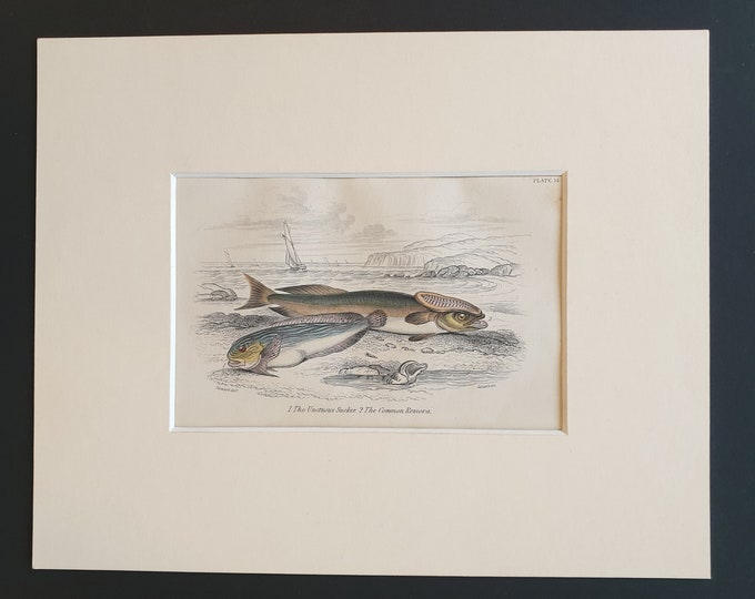 The Unctuous Sucker, The Common Remora - Original c1860 hand coloured fish print in mount