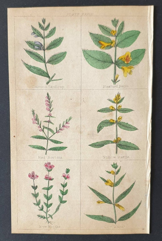 Original 1854 hand coloured botanical print