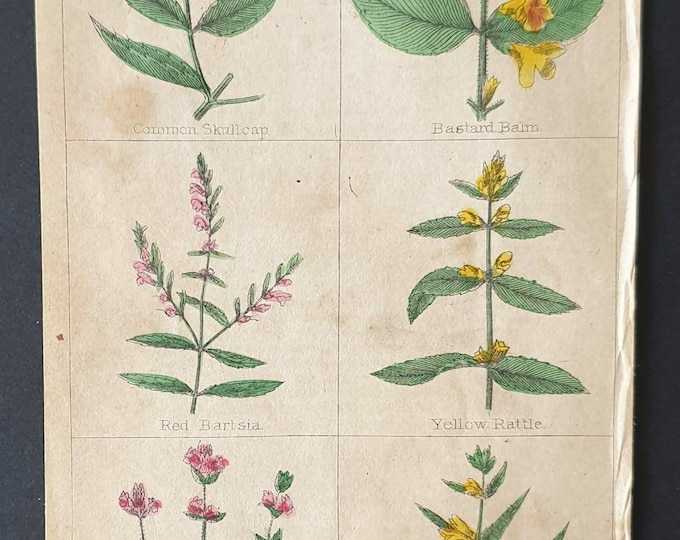 Original 1854 hand coloured botanical print
