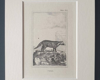 Civet - Original 1812 Buffon print in mount