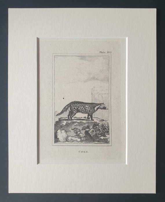 Original 1812 Buffon print in mount -  Civet