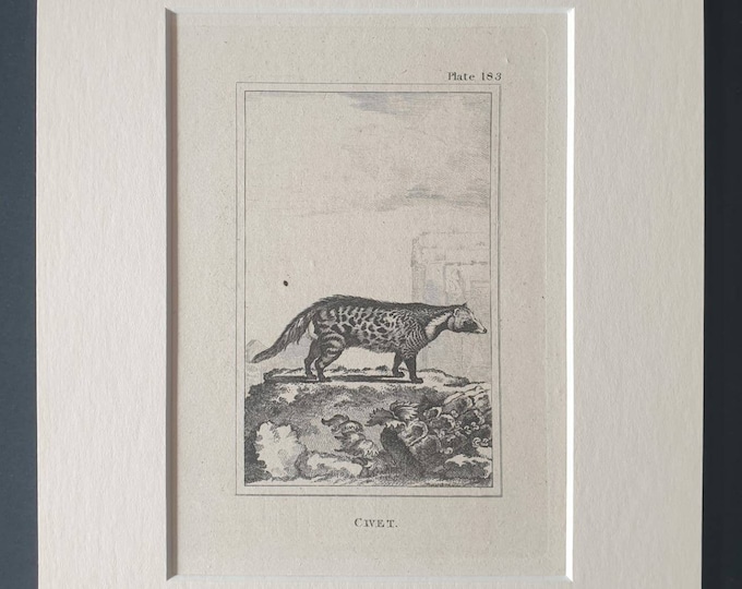Original 1812 Buffon print in mount -  Civet