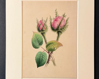 The Moss Rose - Original 1840 Hand Coloured Print