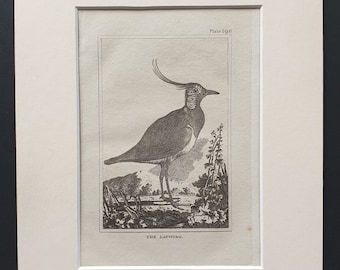 The Lapwing -  Original 1812 Buffon print in mount (196)