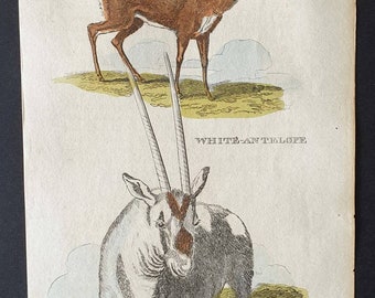 Pigmy Antelope / White Antelope - Original 1821 hand coloured animal print