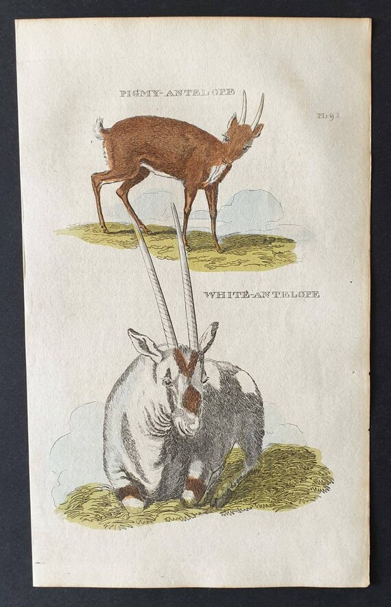 Original 1821 hand coloured animal print - Pigmy Antelope/ White Antelope
