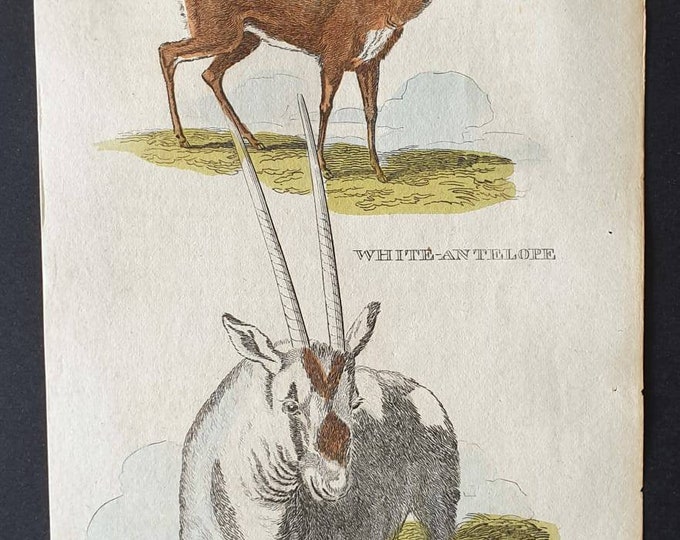 Original 1821 hand coloured animal print - Pigmy Antelope/ White Antelope