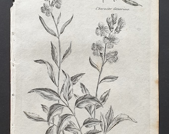 Bulbiferous Toothwort - Original 1802 Culpeper engraving (168)
