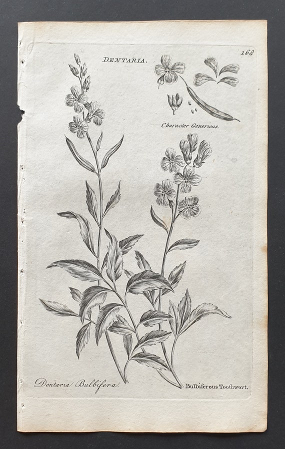 Bulbiferous Toothwort - Original 1802 Culpeper engraving (168)