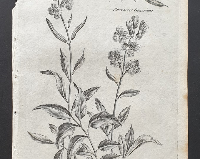 Bulbiferous Toothwort - Original 1802 Culpeper engraving (168)