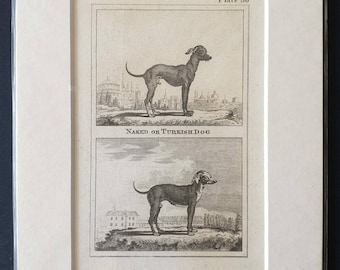 Naked or Turkish Dog or Mongrel - Original 1812 Buffon print
